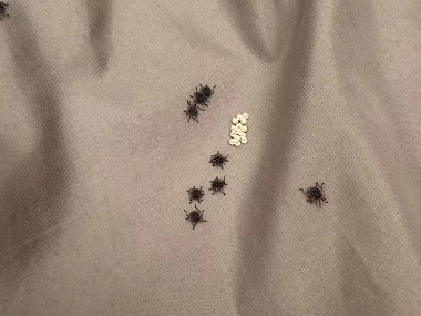 广州控制病媒生物机构床上有臭虫怎么办？